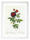 最大100%ポイントバック!限定抽選 版画 絵画 ロサ・ガリカ・ゲリニアーナ ルドゥーテ ボタニカル 薔薇 バラ インテリア 額入り 額装込 風景画 油絵 ポス...