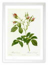 最大100%ポイントバック!限定抽選 版画 絵画 ロサ・エヴラティーナ ルドゥーテ ボタニカル 薔薇 バラ インテリア 額入り 額装込 風景画 油絵 ポスター ...