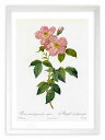 版画 絵画 ロサ・インディカ・フラグランス・フローレ・シンプリキ ルドゥーテ ボタニカル 薔薇 バラ インテリア 額入り 額装込 風景画 油絵 ポスター アート...
