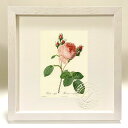 最大100%ポイントバック!限定抽選 版画 絵画 ロサ・ケンティフォリア ルドゥーテ ボタニカル 薔薇 バラ インテリア 額入り 額装込 風景画 油絵 ポスター...