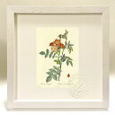 最大100%ポイントバック!限定抽選 版画 絵画 ロサ・ルブルフォリア ルドゥーテ ボタニカル 薔薇 バラ インテリア 額入り 額装込 風景画 油絵 ポスター ...