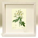 最大100%ポイントバック!限定抽選 版画 絵画 ロサ・モスカータ ルドゥーテ ボタニカル 薔薇 バラ インテリア 額入り 額装込 風景画 油絵 ポスター アー...