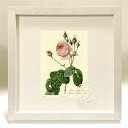 最大100%ポイントバック!限定抽選 版画 絵画 ロサ・ケンティフォリア・ブラータ ルドゥーテ ボタニカル 薔薇 バラ インテリア 額入り 額装込 風景画 油絵...