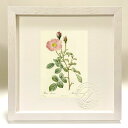 最大100%ポイントバック!限定抽選 版画 絵画 ロサ・ムスコーサ ルドゥーテ ボタニカル 薔薇 バラ インテリア 額入り 額装込 風景画 油絵 ポスター アー...