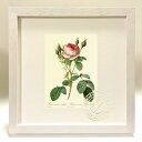 版画 絵画 ロサ・ムスコーサ・ムルティプレックス ルドゥーテ ボタニカル 薔薇 バラ インテリア 額入り 額装込 風景画 油絵 ポスター アート アートパネル ...
