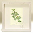 最大100%ポイントバック!限定抽選 版画 絵画 ロサ・クリノフィラ ルドゥーテ ボタニカル 薔薇 バラ インテリア 額入り 額装込 風景画 油絵 ポスター ア...