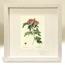 最大100%ポイントバック!限定抽選 版画 絵画 ロサ・ルキダ ルドゥーテ ボタニカル 薔薇 バラ インテリア 額入り 額装込 風景画 油絵 ポスター アート ...