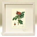最大100%ポイントバック!限定抽選 版画 絵画 ロサ・カムチャティカ ルドゥーテ ボタニカル 薔薇 バラ インテリア 額入り 額装込 風景画 油絵 ポスター ...