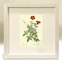 最大100%ポイントバック!限定抽選 版画 絵画 ロサ・インディカ ルドゥーテ ボタニカル 薔薇 バラ インテリア 額入り 額装込 風景画 油絵 ポスター アー...