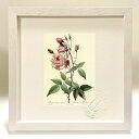 最大100%ポイントバック!限定抽選 版画 絵画 ロサ・インディカ・ウルガーリス ルドゥーテ ボタニカル 薔薇 バラ インテリア 額入り 額装込 風景画 油絵 ...