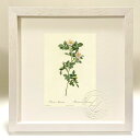 最大100%ポイントバック!限定抽選 版画 絵画 ロサ・モンテズマ ルドゥーテ ボタニカル 薔薇 バラ インテリア 額入り 額装込 風景画 油絵 ポスター アー...