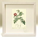 最大100%ポイントバック!限定抽選 版画 絵画 ロサ・アルピナ・ペンドゥリナ ルドゥーテ ボタニカル 薔薇 バラ インテリア 額入り 額装込 風景画 油絵 ポ...