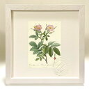 最大100%ポイントバック!限定抽選 版画 絵画 ロサ・アルピナ・ラエウィス ルドゥーテ ボタニカル 薔薇 バラ インテリア 額入り 額装込 風景画 油絵 ポス...