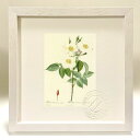 最大100%ポイントバック!限定抽選 版画 絵画 ロサ・ダマスケナ・スバルバ ルドゥーテ ボタニカル 薔薇 バラ インテリア 額入り 額装込 風景画 油絵 ポス...