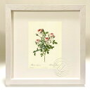 最大100%ポイントバック!限定抽選 版画 絵画 ロサ・ポンポニア ルドゥーテ ボタニカル 薔薇 バラ インテリア 額入り 額装込 風景画 油絵 ポスター アー...