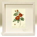 最大100%ポイントバック!限定抽選 版画 絵画 ロサ・エグランテリア(変種プニケア) ルドゥーテ ボタニカル 薔薇 バラ インテリア 額入り 額装込 風景画 ...