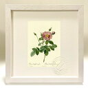 版画 絵画 ロサ・ケンティフォリア・シンプレックス ルドゥーテ ボタニカル 薔薇 バラ インテリア 額入り 額装込 風景画 油絵 ポスター アート アートパネル...