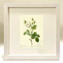 最大100%ポイントバック!限定抽選 版画 絵画 ロサ・ムスコーサ・アルバ ルドゥーテ ボタニカル 薔薇 バラ インテリア 額入り 額装込 風景画 油絵 ポスタ...