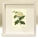 版画 絵画 ロサ・ブレウィスティラ・レウコクロア ルドゥーテ ボタニカル 薔薇 バラ インテリア 額入り 額装込 風景画 油絵 ポスター アート アートパネル ...