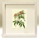 版画 絵画 ロサ・ハドソニアーナ・サリキフォリア ルドゥーテ ボタニカル 薔薇 バラ インテリア 額入り 額装込 風景画 油絵 ポスター アート アートパネル ...