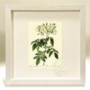 最大100%ポイントバック!限定抽選 版画 絵画 ロサ・モスカータ・セミプレノ ルドゥーテ ボタニカル 薔薇 バラ インテリア 額入り 額装込 風景画 油絵 ポ...