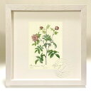 最大100%ポイントバック!限定抽選 版画 絵画 ロサ・キンナモメア・マイアリス ルドゥーテ ボタニカル 薔薇 バラ インテリア 額入り 額装込 風景画 油絵 ...