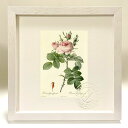 最大100%ポイントバック!限定抽選 版画 絵画 ロサ・ビフェラ・オフィキナリス ルドゥーテ ボタニカル 薔薇 バラ インテリア 額入り 額装込 風景画 油絵 ...