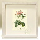 版画 絵画 ロサ・ケンティフォリア・カリオフィレア ルドゥーテ ボタニカル 薔薇 バラ インテリア 額入り 額装込 風景画 油絵 ポスター アート アートパネル...