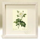 最大100%ポイントバック!限定抽選 版画 絵画 ロサ・アルバ・フローレ・プレノ ルドゥーテ ボタニカル 薔薇 バラ インテリア 額入り 額装込 風景画 油絵 ...