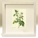 最大100%ポイントバック!限定抽選 版画 絵画 ロサ・ビフェラ・アルバ ルドゥーテ ボタニカル 薔薇 バラ インテリア 額入り 額装込 風景画 油絵 ポスター...