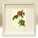 最大100%ポイントバック!限定抽選 版画 絵画 ロサ・トゥルビナータ ルドゥーテ ボタニカル 薔薇 バラ インテリア 額入り 額装込 風景画 油絵 ポスター ...