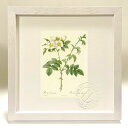 最大100%ポイントバック!限定抽選 版画 絵画 ロサ・レウカンタ ルドゥーテ ボタニカル 薔薇 バラ インテリア 額入り 額装込 風景画 油絵 ポスター アー...