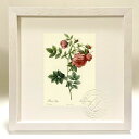 最大100%ポイントバック!限定抽選 版画 絵画 ロサ・ラーパ ルドゥーテ ボタニカル 薔薇 バラ インテリア 額入り 額装込 風景画 油絵 ポスター アート ...