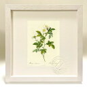 最大100%ポイントバック!限定抽選 版画 絵画 ロサ・アンデガヴァンシス ルドゥーテ ボタニカル 薔薇 バラ インテリア 額入り 額装込 風景画 油絵 ポスタ...