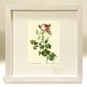 版画 絵画 ロサ・ケンティフォリア・ビピンナータ ルドゥーテ ボタニカル 薔薇 バラ インテリア 額入り 額装込 風景画 油絵 ポスター アート アートパネル ...