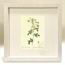 版画 絵画 ロサ・センペルウィレンス・グロボーサ ルドゥーテ ボタニカル 薔薇 バラ インテリア 額入り 額装込 風景画 油絵 ポスター アート アートパネル ...