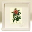 最大100%ポイントバック!限定抽選 版画 絵画 ロサ・ガリカ・レガリス ルドゥーテ ボタニカル 薔薇 バラ インテリア 額入り 額装込 風景画 油絵 ポスター...