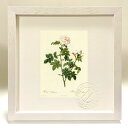 最大100%ポイントバック!限定抽選 版画 絵画 ロサ・オルベッサネア ルドゥーテ ボタニカル 薔薇 バラ インテリア 額入り 額装込 風景画 油絵 ポスター ...