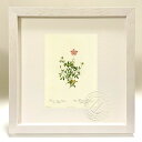 版画 絵画 ロサ・インディカ・プミラ(フローレ・シンプリキ) ルドゥーテ ボタニカル 薔薇 バラ インテリア 額入り 額装込 風景画 油絵 ポスター アート ア...