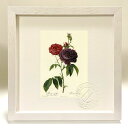 版画 絵画 ロサ・ガリカ(プルプロ・ウィオラケア・マグナ) ルドゥーテ ボタニカル 薔薇 バラ インテリア 額入り 額装込 風景画 油絵 ポスター アート アー...