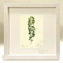 最大100%ポイントバック!限定抽選 版画 絵画 ロサ・アキフィラ ルドゥーテ ボタニカル 薔薇 バラ インテリア 額入り 額装込 風景画 油絵 ポスター アー...