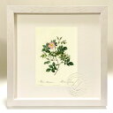 最大100%ポイントバック!限定抽選 版画 絵画 ロサ・マルムンダリエンシス ルドゥーテ ボタニカル 薔薇 バラ インテリア 額入り 額装込 風景画 油絵 ポス...