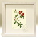最大100%ポイントバック!限定抽選 版画 絵画 ロサ・インディカ ルドゥーテ ボタニカル 薔薇 バラ インテリア 額入り 額装込 風景画 油絵 ポスター アー...
