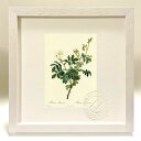 最大100%ポイントバック!限定抽選 版画 絵画 ロサ・トメントーサ ルドゥーテ ボタニカル 薔薇 バラ インテリア 額入り 額装込 風景画 油絵 ポスター ア...