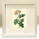 最大100%ポイントバック!限定抽選 版画 絵画 ロサ・ダマスケナ・アウロラ ルドゥーテ ボタニカル 薔薇 バラ インテリア 額入り 額装込 風景画 油絵 ポス...