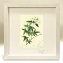 最大100%ポイントバック!限定抽選 版画 絵画 ロサ・バンクシアエ ルドゥーテ ボタニカル 薔薇 バラ インテリア 額入り 額装込 風景画 油絵 ポスター ア...