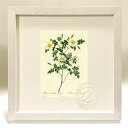 最大100%ポイントバック!限定抽選 版画 絵画 ロサ・カンドレアナ・エレガンス ルドゥーテ ボタニカル 薔薇 バラ インテリア 額入り 額装込 風景画 油絵 ...