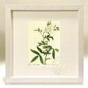 最大100%ポイントバック!限定抽選 版画 絵画 ロサ・アルバ・キンバエフォリア ルドゥーテ ボタニカル 薔薇 バラ インテリア 額入り 額装込 風景画 油絵 ...