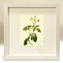 版画 絵画 ロサ・センペルウィレンス・ラティフォリア ルドゥーテ ボタニカル 薔薇 バラ インテリア 額入り 額装込 風景画 油絵 ポスター アート アートパネ...