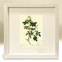 最大100%ポイントバック!限定抽選 版画 絵画 ロサ・カニーナ・ニテンス ルドゥーテ ボタニカル 薔薇 バラ インテリア 額入り 額装込 風景画 油絵 ポスタ...